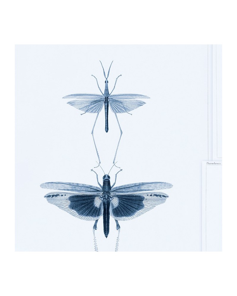 Papel Pintado ENTOMOLOGY Blue WP20235 - MIND THE GAP