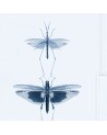 ENTOMOLOGY Blue WP20235