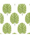 Monstera Apple Green T13955