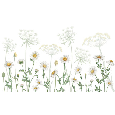 Dazzling Daisies - White