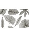 GIANT-LEAVES-VE062-1