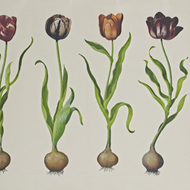 Tulips SCHTU